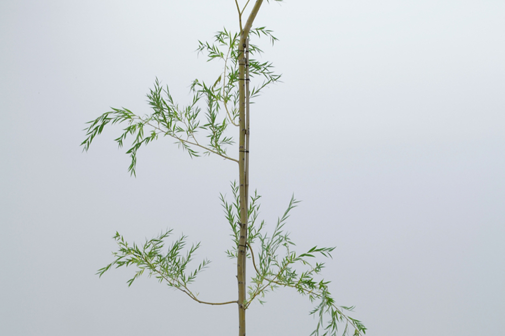 Time, Travel, and Trial in the Work of Jason de Haan