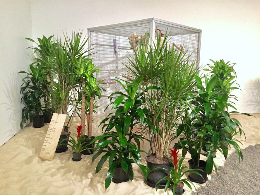 oiticica-tropicalia-5