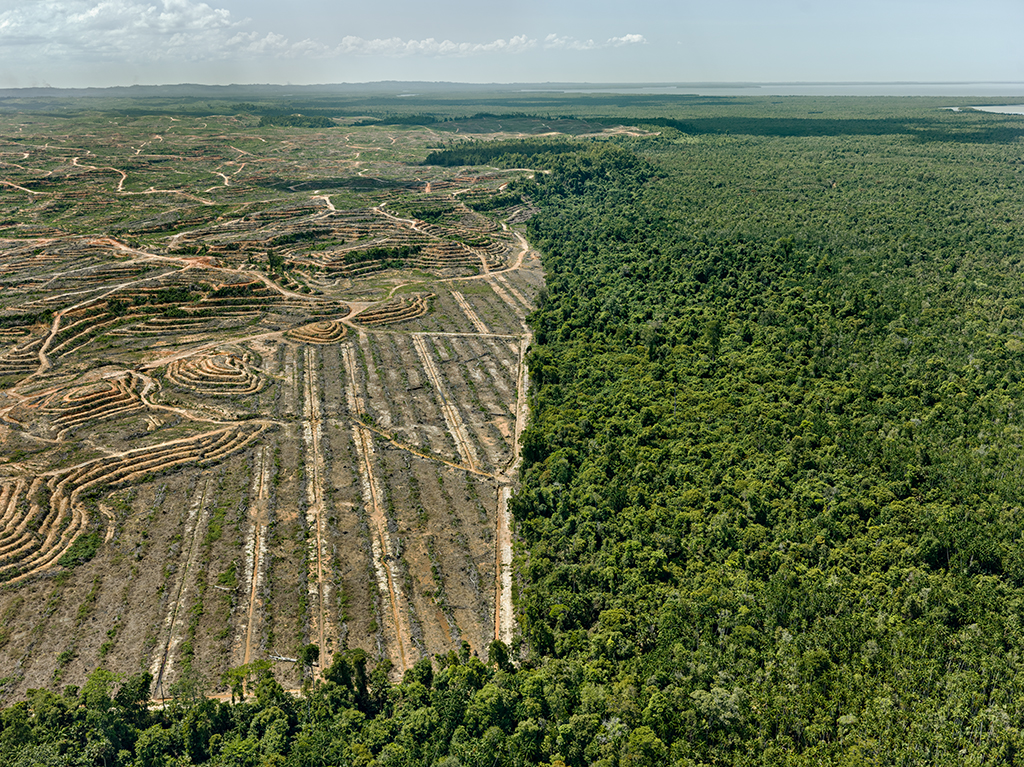 Clearcut-1-Palm-Oil-Plantation-Borneo-Malaysia-2016