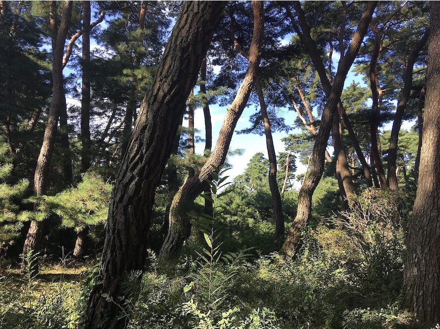 Solitary: Collective Authorship and its Discontents