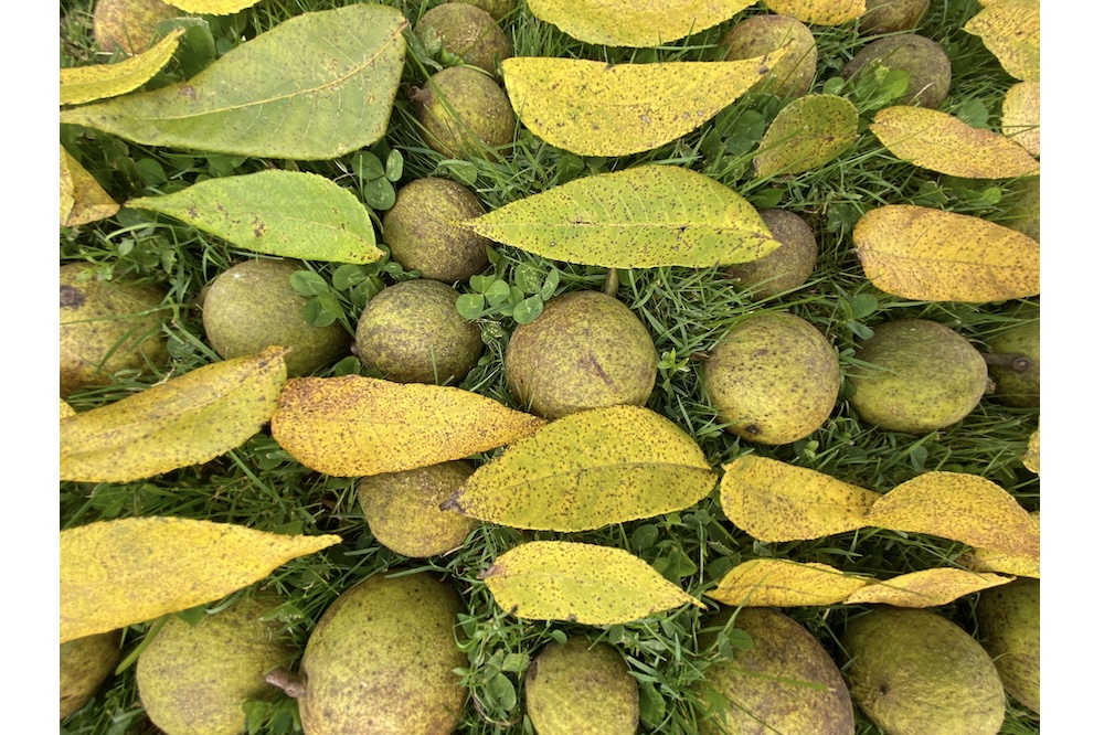 Do You Believe in Aliens?: Re-Indigenizing the Algorithmic Tropes of Intelligence