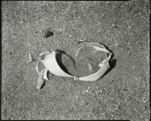 1_bra_54_2007