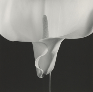 M.2011.30.60