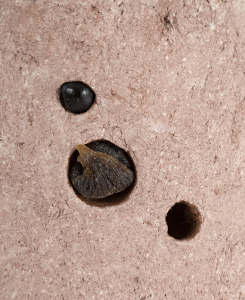 10 Reimer Untitled brwn fig det 2016